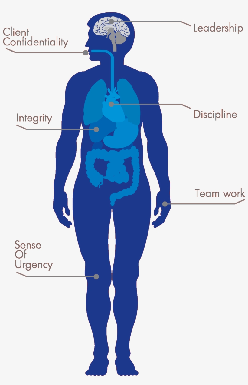 Innovic Is A Company Specialized In Providing Comprehensive - Human Organs, transparent png download