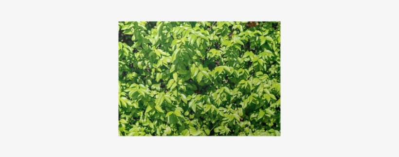 Green Leaf Wall Texture Background, Nature Background - Wall, transparent png download
