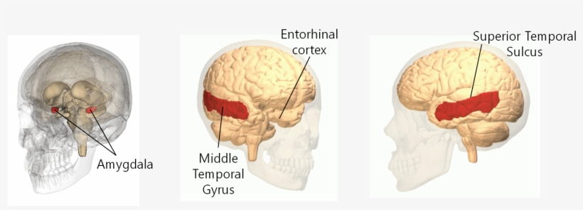 Brain-anatomy - Skull, transparent png download