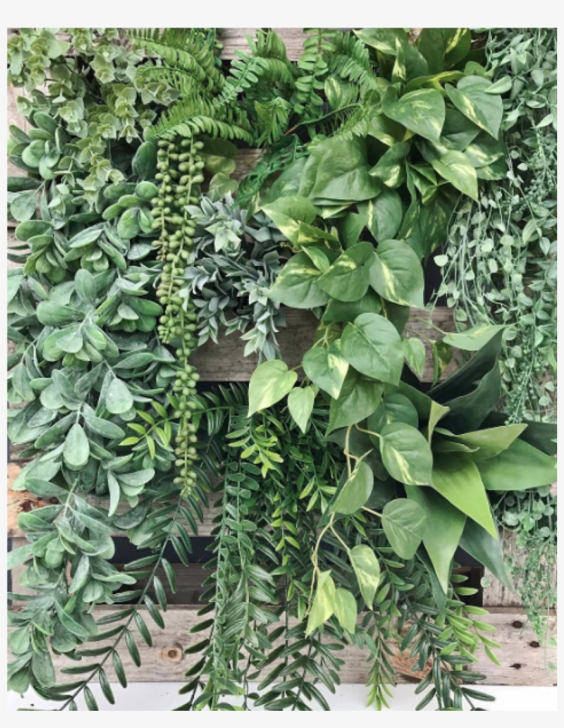 Jade Hanging Bush - Tree, transparent png download