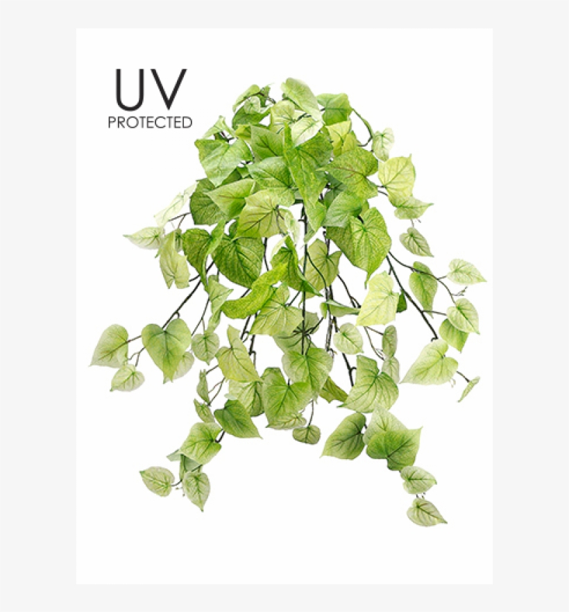 29" Uv Protected Potato Leaf Hanging Bush Light Green - Potato Leaf, transparent png download