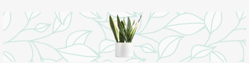 Snake Plant - Houseplant, transparent png download