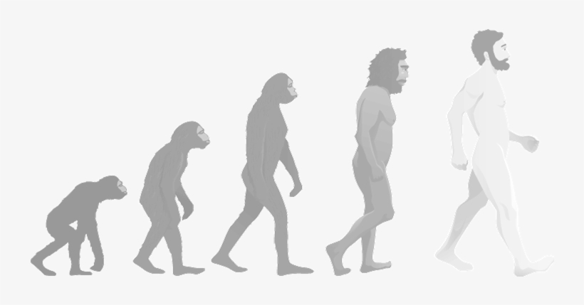 Walking Upright Seminar Paper - Human Evolution White Png, transparent png download