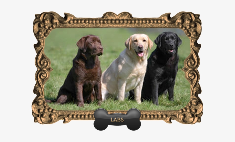 All Colors Of Labradors, transparent png download