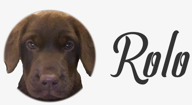 Rolo, Puppy, Dog, Chocolate, Labrador, Labby, Doggy, - Mack The Rapper, transparent png download