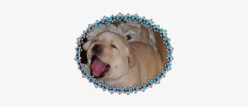 Menu - Dog Yawns, transparent png download