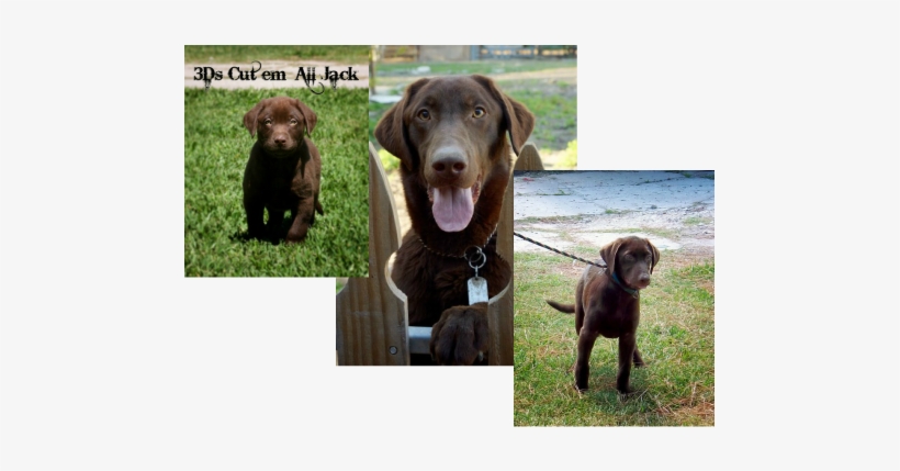 Labrador Retriever, transparent png download