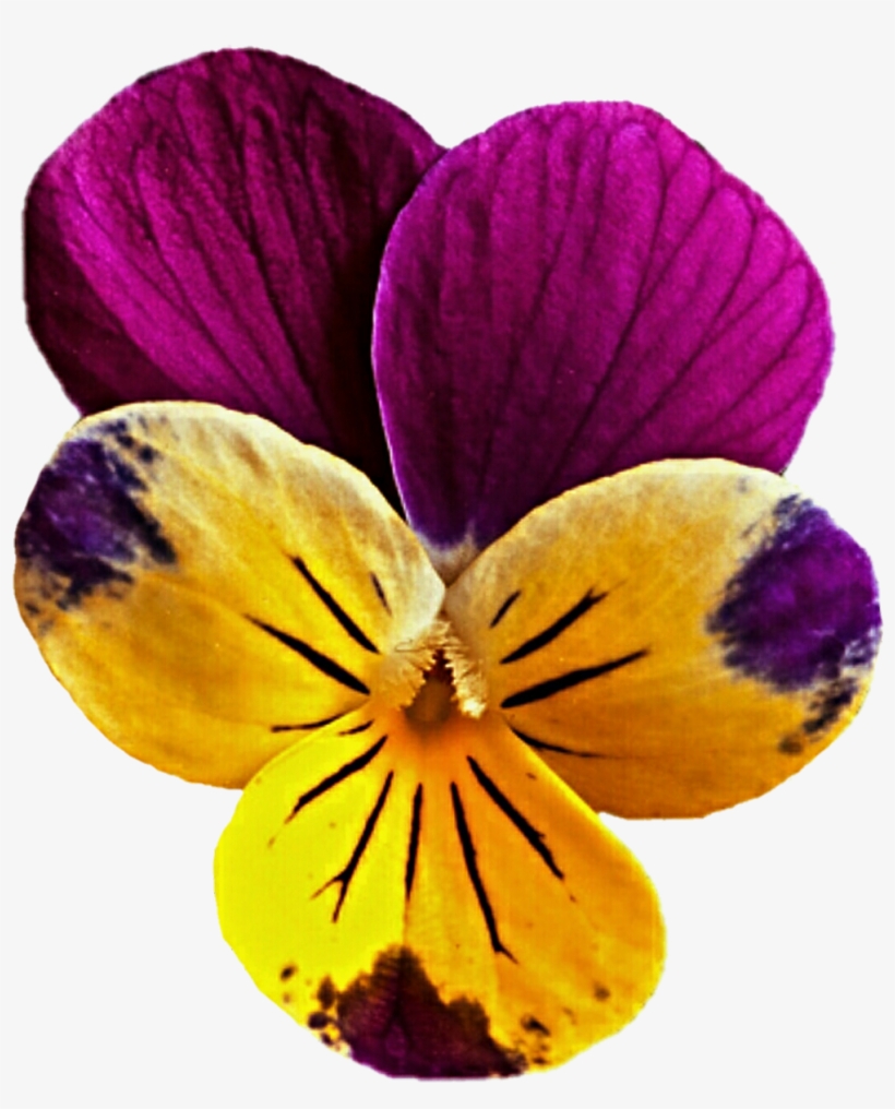 Mauve Clipart Yellow Flower - Mauve And Yellow, transparent png download
