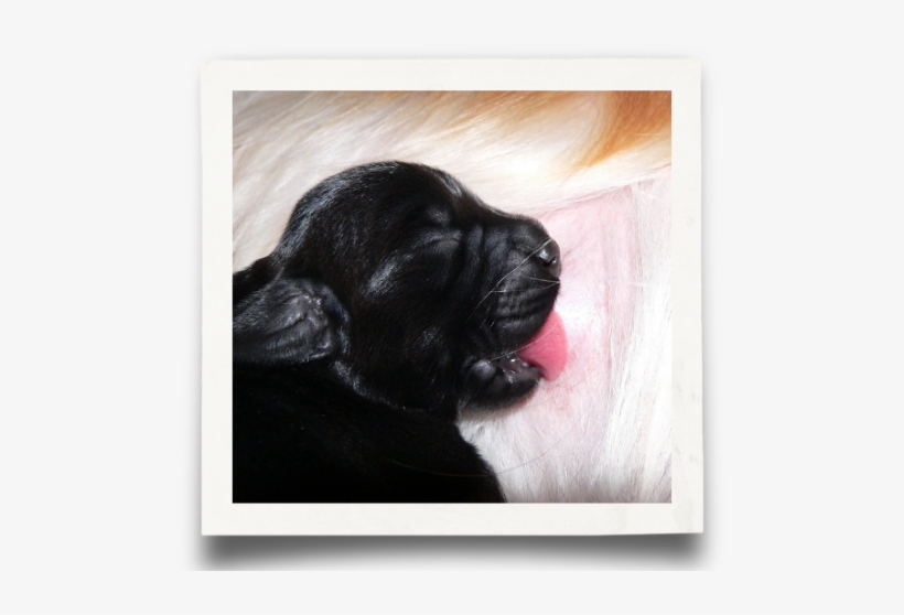 Looking For A Labrador - Labrador Retriever, transparent png download
