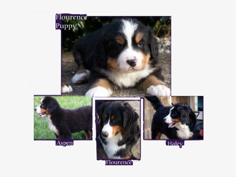 Philosophy - Bernese Mountain Dog, transparent png download