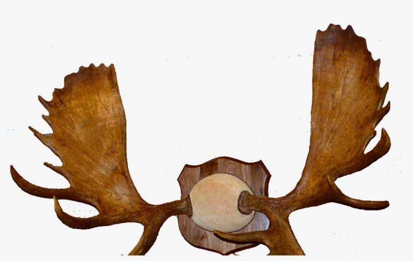 Moose, transparent png download