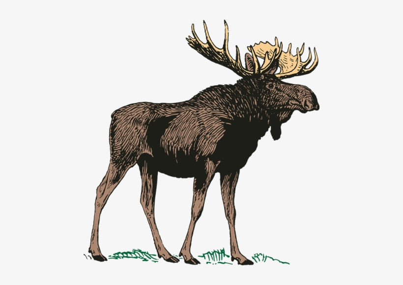 Free Png Moose Png Png Images Transparent - Cafepress Canadian Moose Throw Pillow, transparent png download