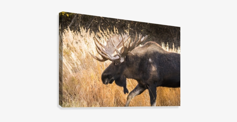 Bull Moose With Antlers, South-central Alaska - Posterazzi Bull Moose With Antlers South-central Alaska, transparent png download