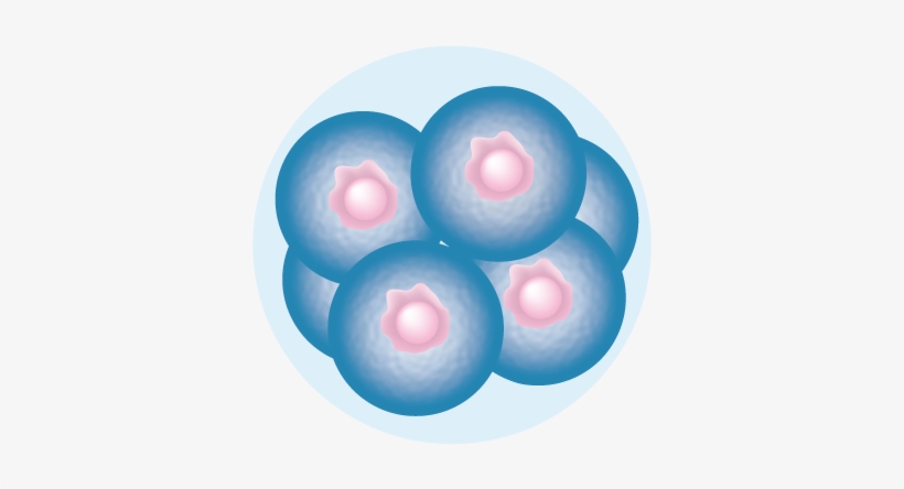 It Is Confirmed That Chinese Scientists Have Genetically - Embryo Cell Clipart, transparent png download