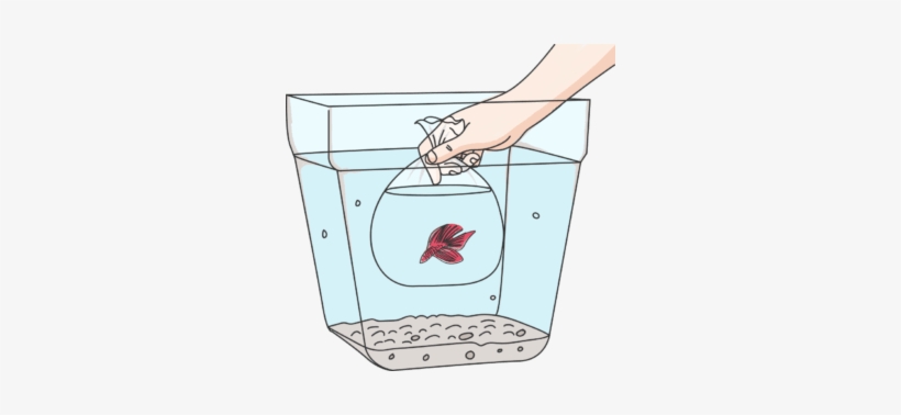Then Float The Betta Fish In A Clear Plastic Bag Filled - Illustration, transparent png download