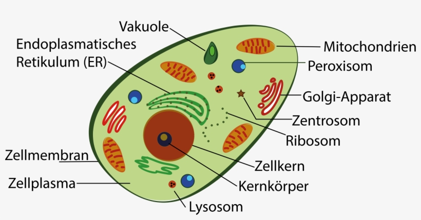 Big Image - Plant Cell And Human Cell, transparent png download