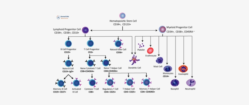 Human Cord Blood Cd4 / Cd45ra Naive T Cells - Naive T Cell, transparent png download