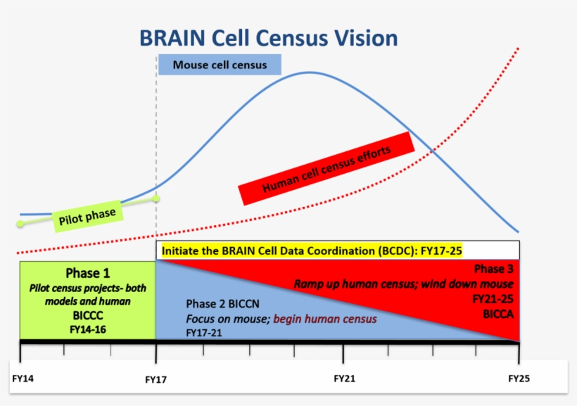 Brain Cell Census Vision Through 2025 Graph Of Phase - Brain, transparent png download