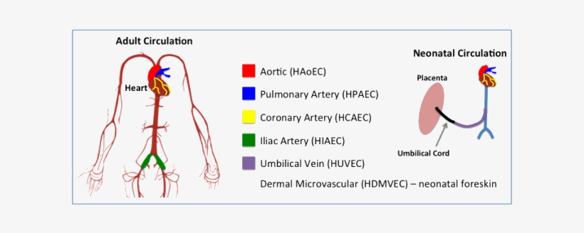 Normal Human Endothelial Cells Are Isolated In A Specialized - Endothelial Cell In Aorta, transparent png download