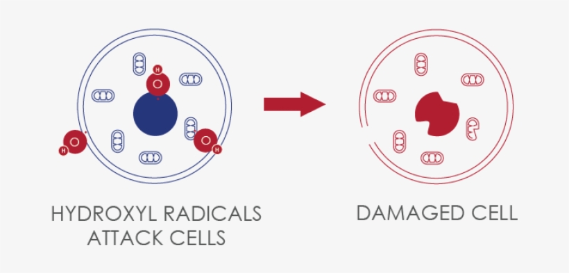 The Human Body Is Deficient In Molecular Hydrogen A Free Radicals Damaging Dna Png Image Transparent Png Free Download On Seekpng