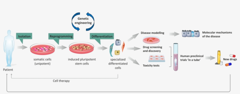 Somatic Cells Are Reprogrammed Into Induced Pluripotent - Diagram, transparent png download