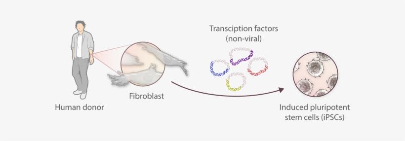For Our Studies, We Use Human Induced Pluripotent Stem - Sketch, transparent png download