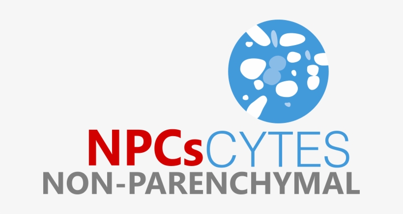 Cytes Biotechnologies, S - Liver, transparent png download