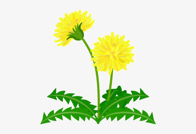 Go To Image - Dandelion Flower Clipart Yellow, transparent png download