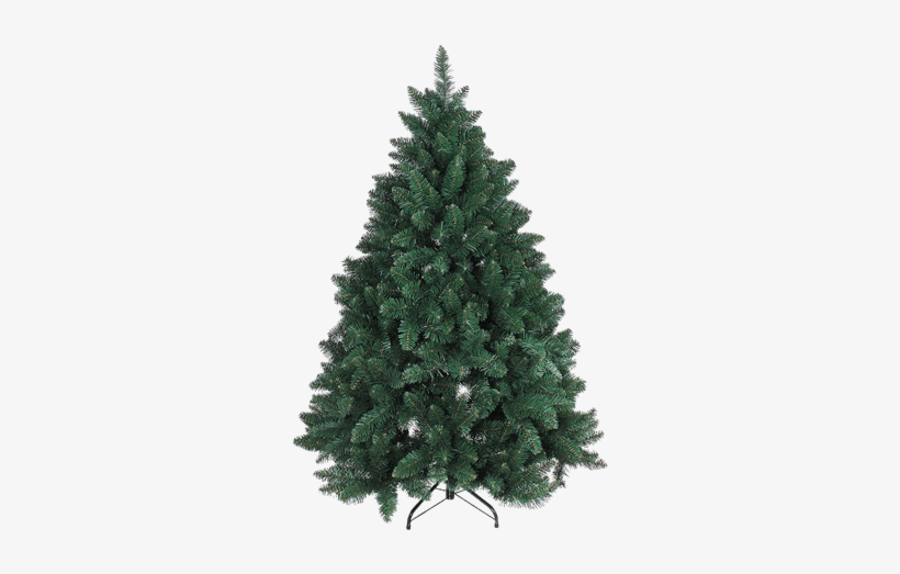 Árvore De Natal Verde - Fraser Fir Christmas Trees, transparent png download