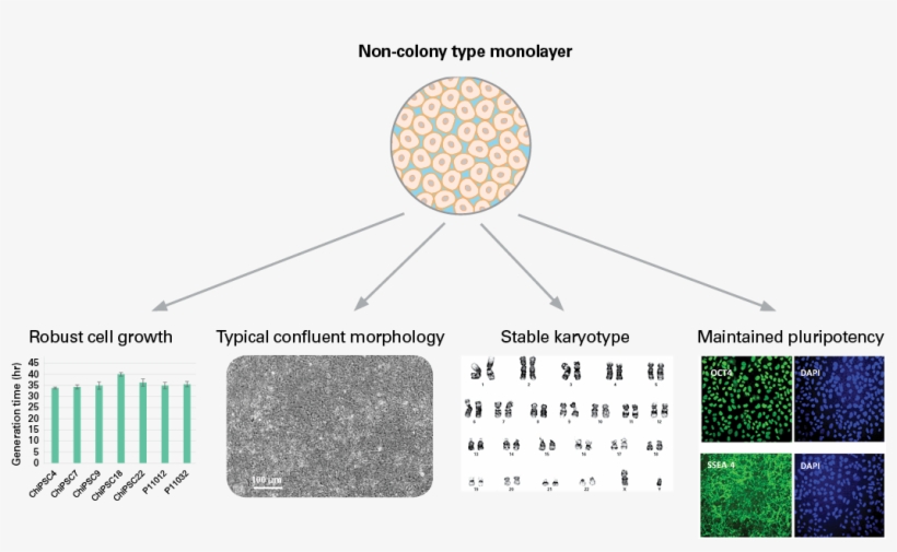 Benefits Of Non-colony Type Monolayer - Colony, transparent png download