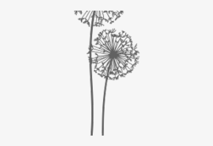 Dandelion Clipart Transparent Background - Dandelion, transparent png download