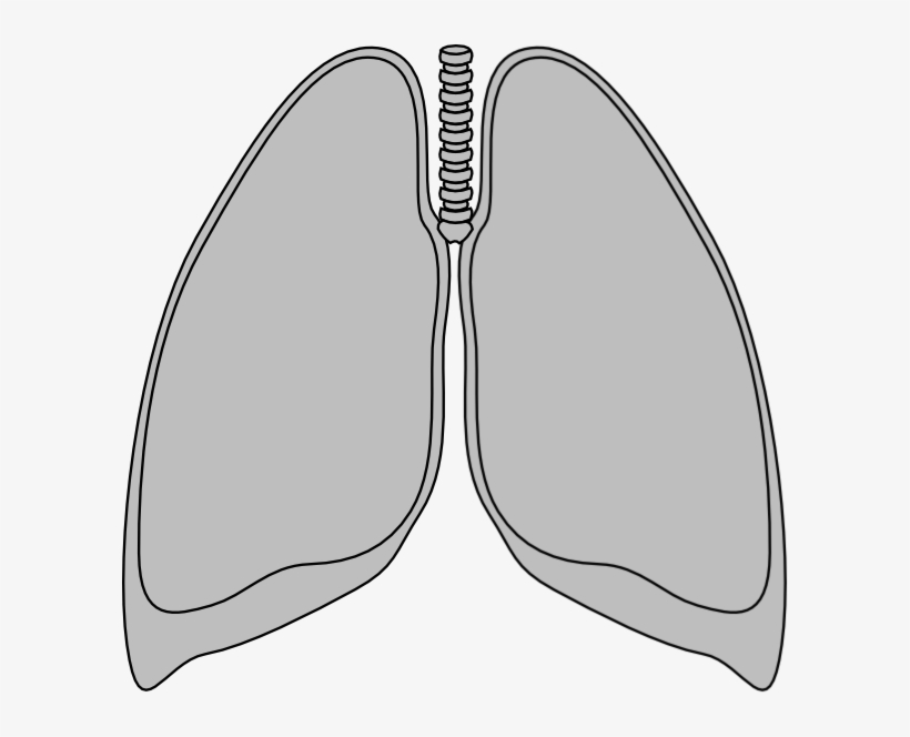 Clear Lung - Transparent Lungs Clip Art, transparent png download