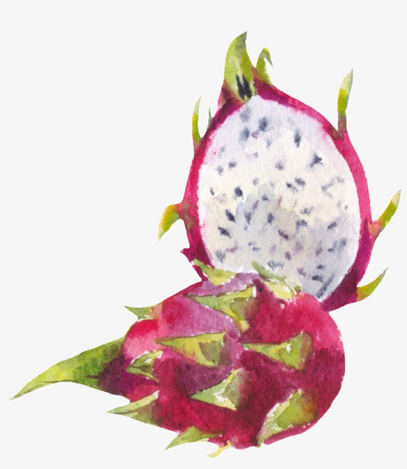 Cut Dragon Fruit Png Transparent - 火龍 果 手繪, transparent png download