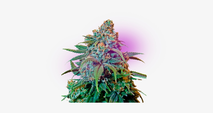 Quiénes Somos - Liberty Haze, transparent png download