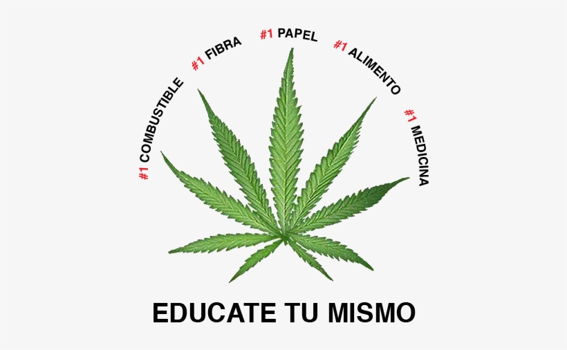 Marihuana Medicinal - Uses For Cbd, transparent png download