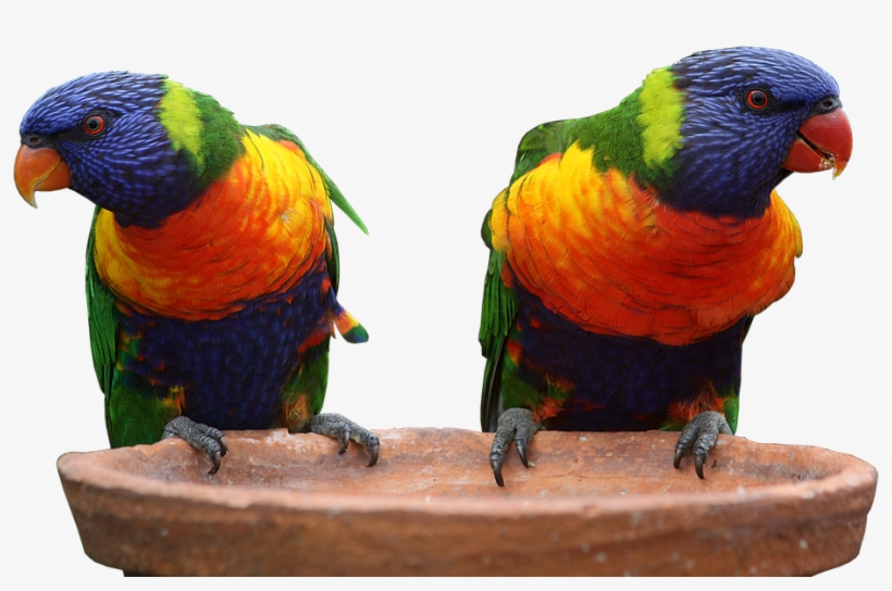 El Cannabis En Australia Es Uno De Los Más Valorados - Rainbow Lorikeet Free Background, transparent png download