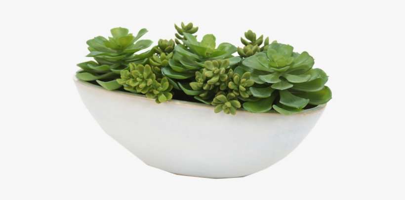 Distinctive Designs Succulents And Hen-n-chickens, transparent png download