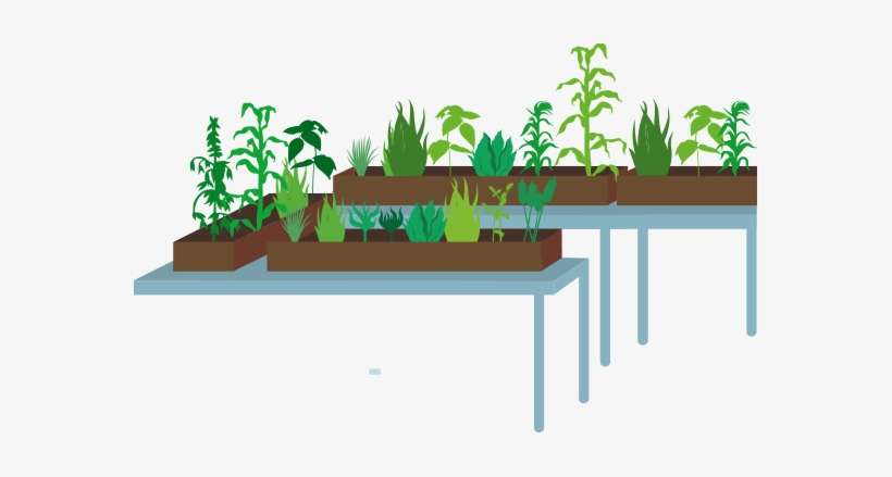 Mendel's Breeding Techniques Were Often Imprecise, - Houseplant, transparent png download