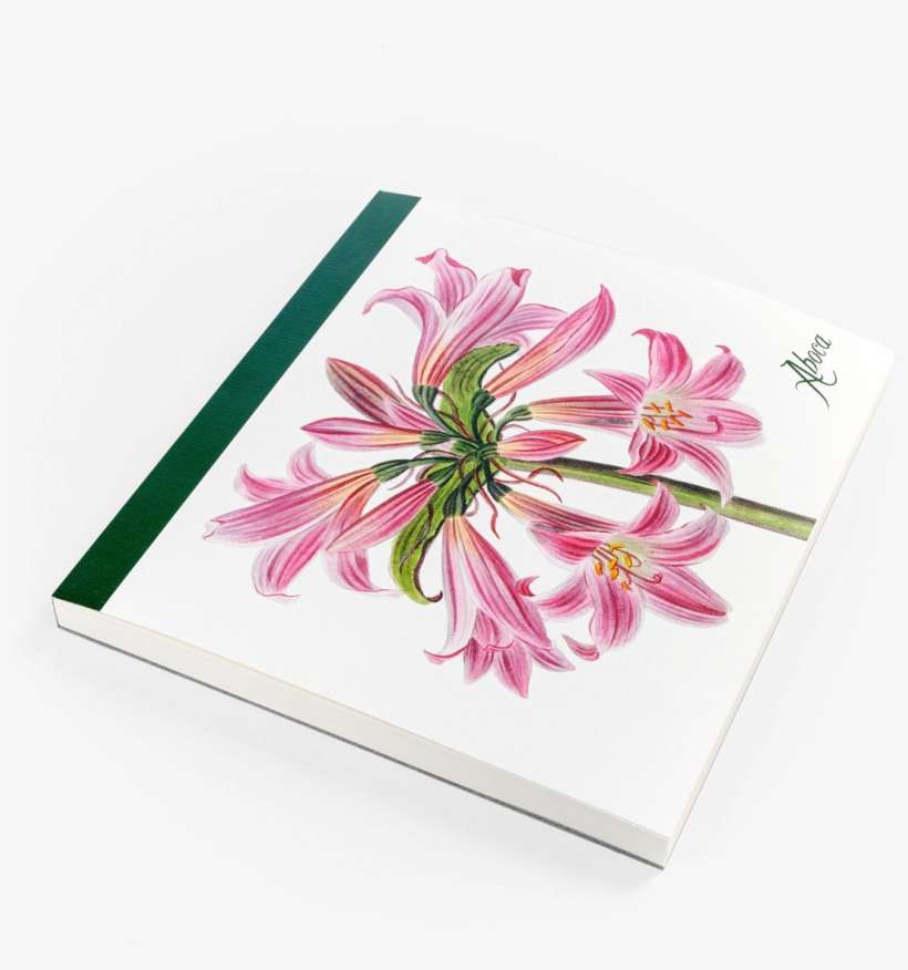 Picture Of Flower Desk Belladonna Lily - Jersey Lily, transparent png download