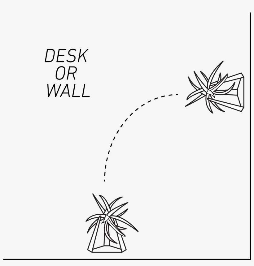 Air Plant Stand Illustration On Desk Or Wall From The - Drawing, transparent png download
