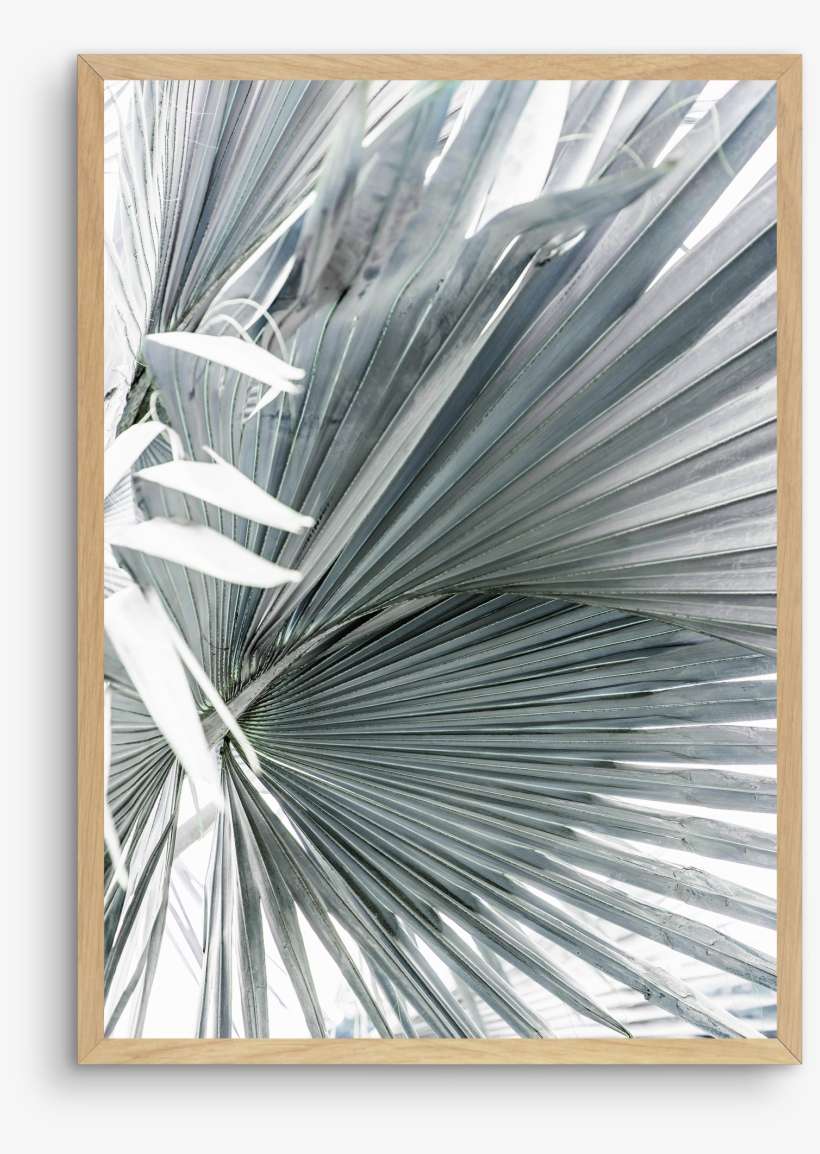 1 Tropical Palm No - Picture Frame, transparent png download