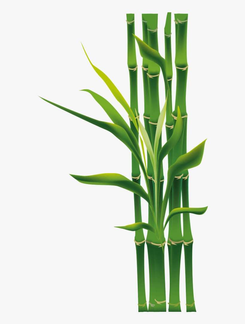 Bamboo Png PNG Images PNG Cliparts Free Download on SeekPNG