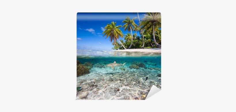 Go To Image - Tropical Island Shark, transparent png download