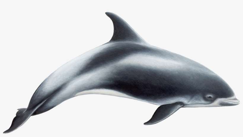 Dolphins Clipart Dolphin Family - Smaller Toothed Whales, transparent png download