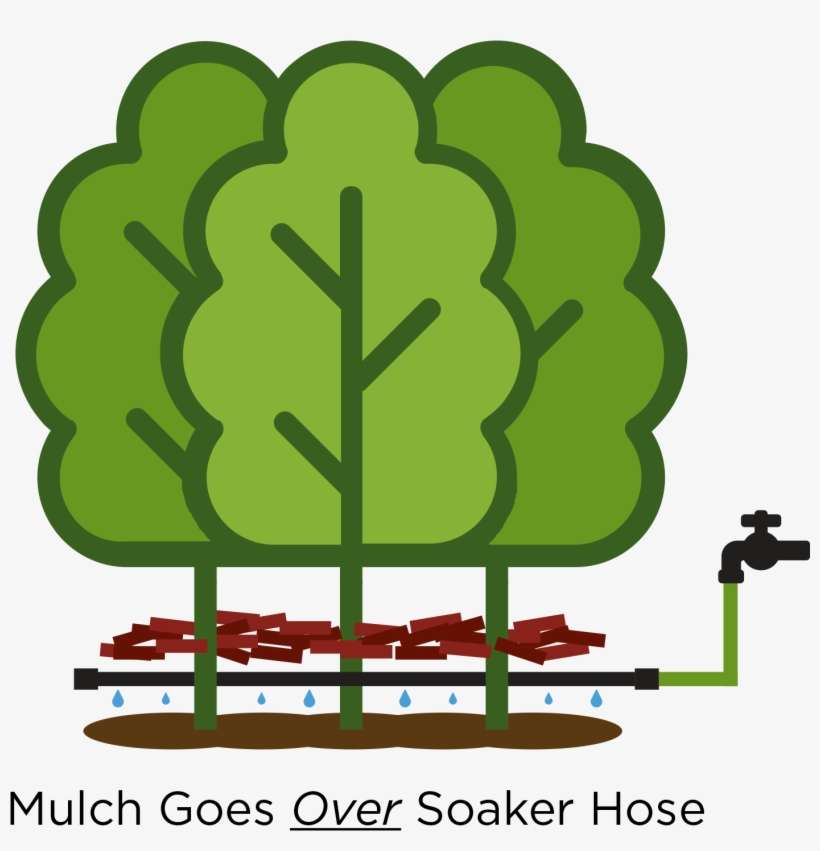 Cedar Guys - Tree, transparent png download