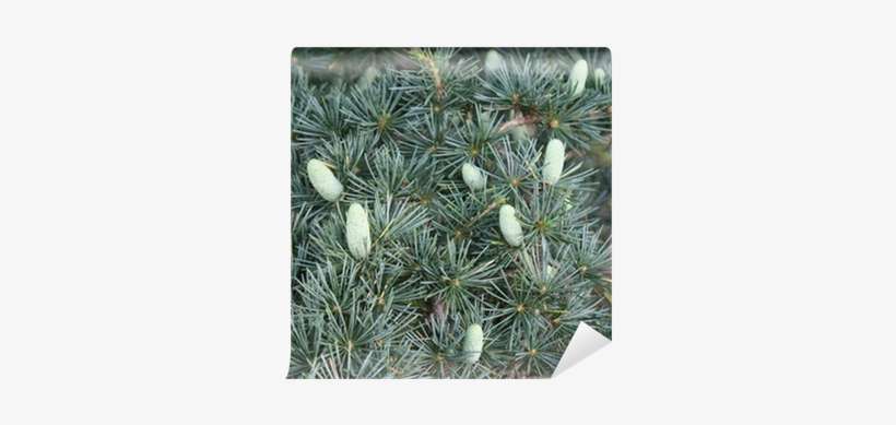Pine Cones On A Cedar Of Lebanon Tree - Cedar, transparent png download
