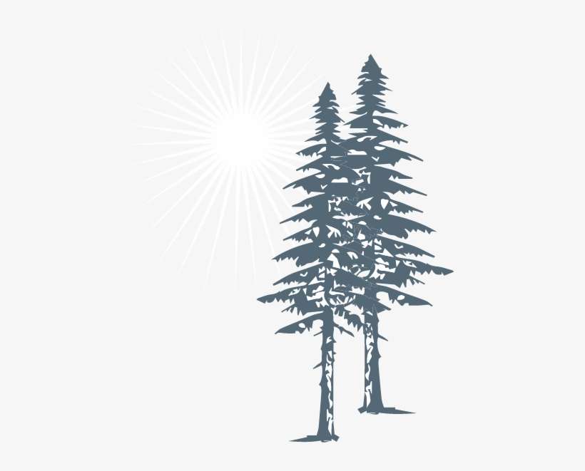 White Pine, transparent png download