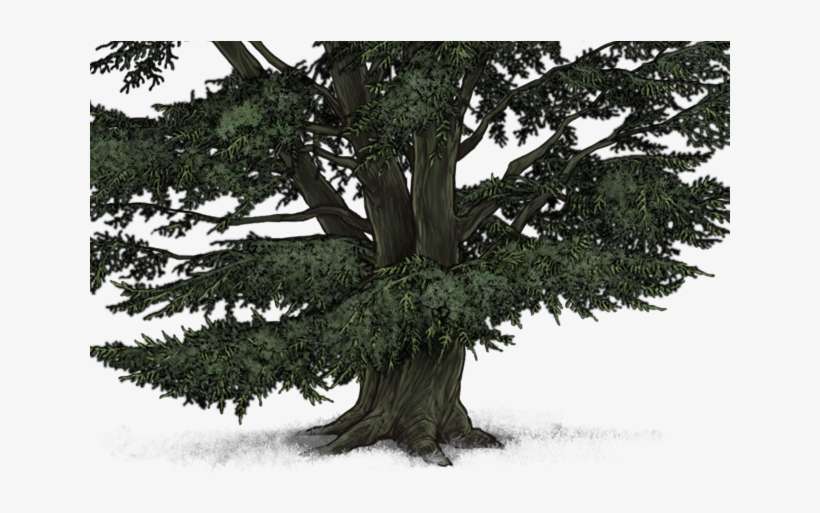 Pond Pine, transparent png download