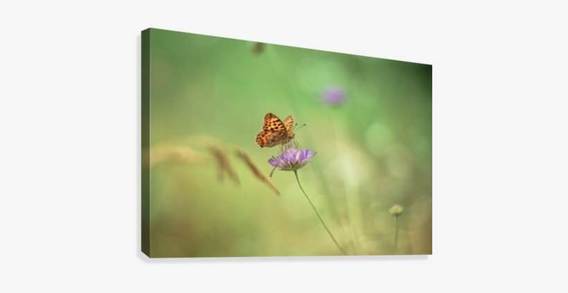 Butterfly Summer Background, Daisy Field Canvas Print - Monarch Butterfly, transparent png download