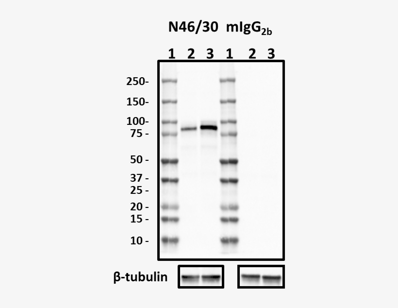 Antibody, transparent png download